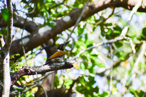 spotted woodpecker