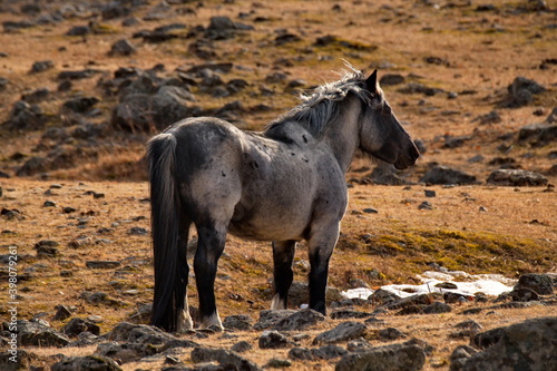 Russia. mountain Altai. Horses of the hardy Altai breed graze peacefully in the stone steppes with sparse vegetation.