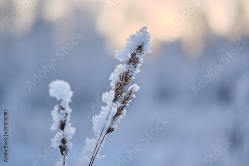 A dry branch of grass covered with frost in the evening light. Close-up.