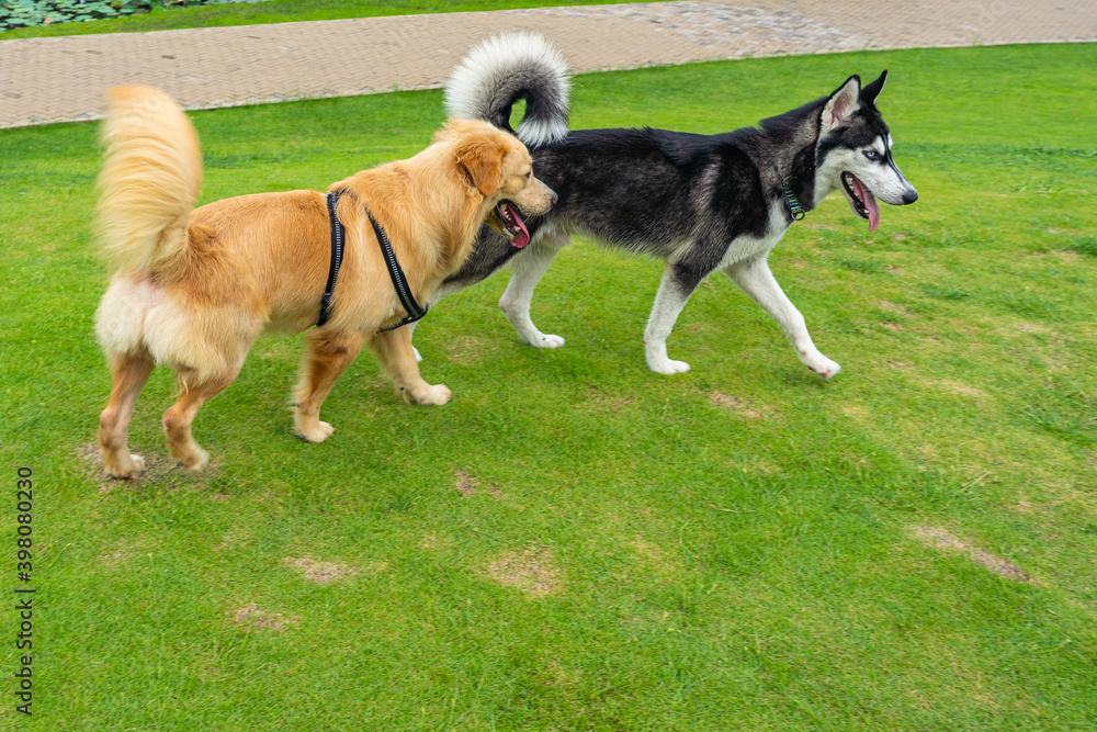 Golden retriever walking along with husky dog at the park