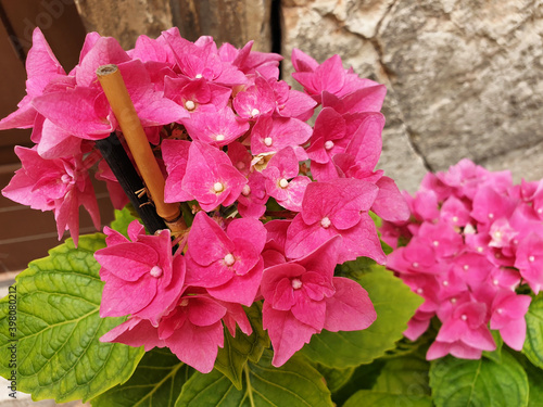 Pink flowers of hydrangea macrophyll or hydrangea ardorescens bloom on the bush. photo