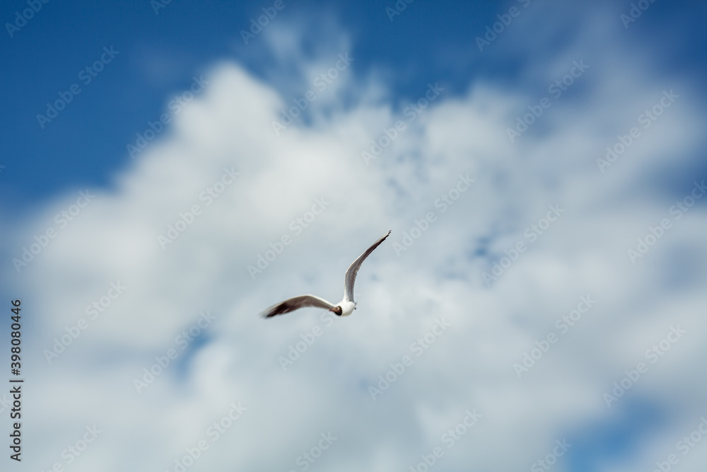 Fototapeta premium flying Sea gull on a blue sunn cloudy sky