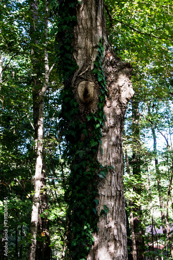 Fototapeta premium Tree trunk with leaves