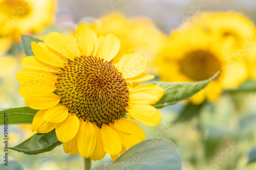 Beautiful sunflower in a garden.