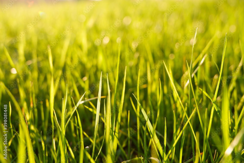 Natural green eco sunny background with grass and light spots. Close-up view on the fresh green grass in the sunny morning.