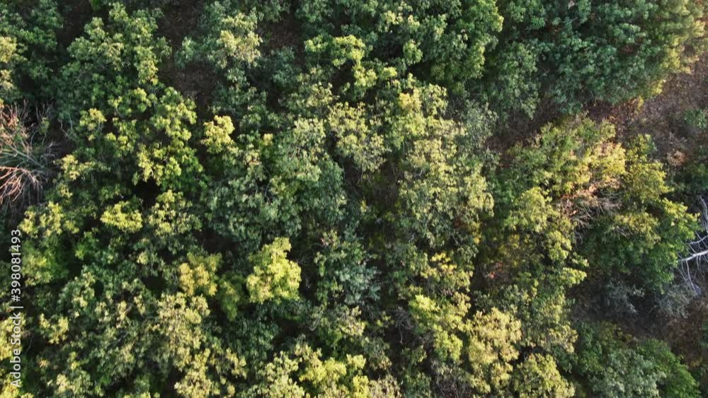 Green pine trees on a bright sunny day from a bird's eye view Green pine trees on a bright sunny day from a bird's eye view