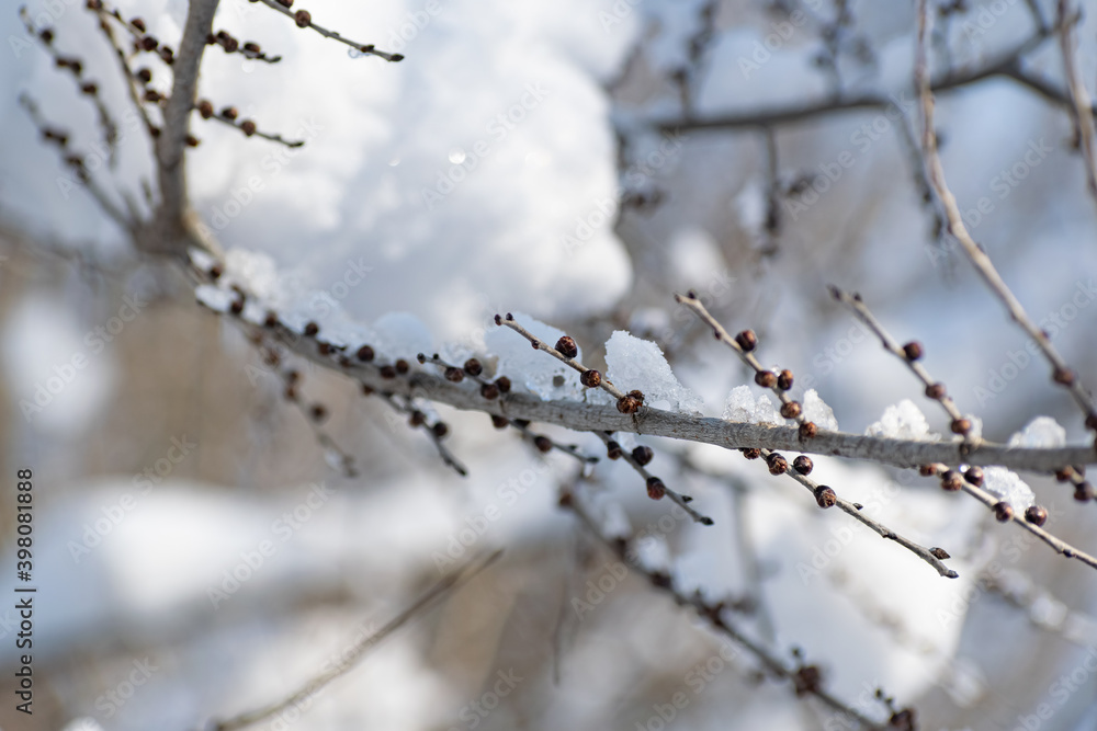 Branches of trees and bushes with various seeds under the snow in winter during the cold season. Season of the sleeping nature. Beauty in the details and elements of natural dried plants with cones af