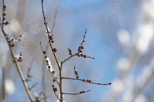 Branches of trees and bushes with various seeds under the snow in winter during the cold season. Season of the sleeping nature. Beauty in the details and elements of natural dried plants with cones af © Анна Иванова