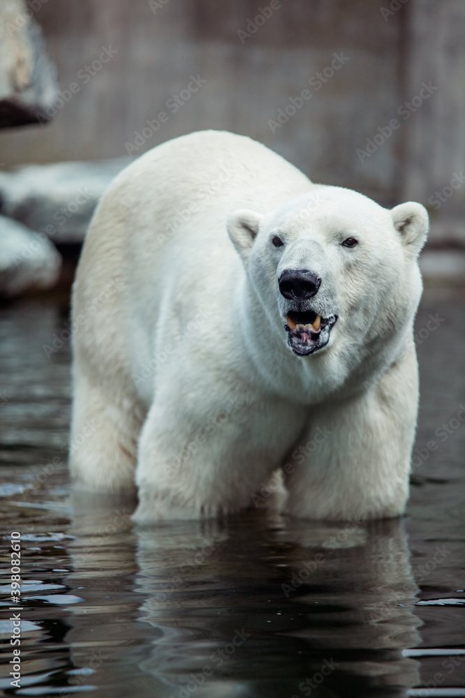Fototapeta premium Portrait of big white polar bear yelling