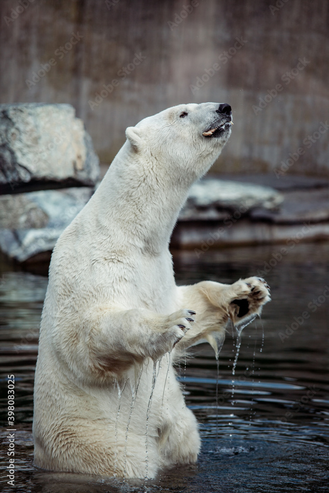 Obraz premium Portrait of big white polar bear standing on two feat in the water