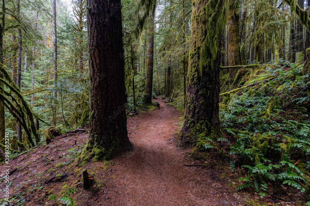 Obraz premium Mystical View of the Trail in Rain Forest during a foggy and rainy Fall Season. Alice Lake Provincial Park, Squamish, North of Vancouver, British Columbia, Canada.