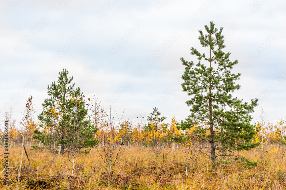 Swamp landscape with pine trees, stock photo Swamp landscape with pine trees, stock photo
