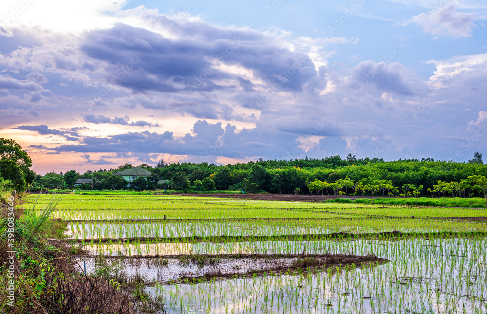 Rice field, Agriculture, paddy, with sky sunrise or sunset