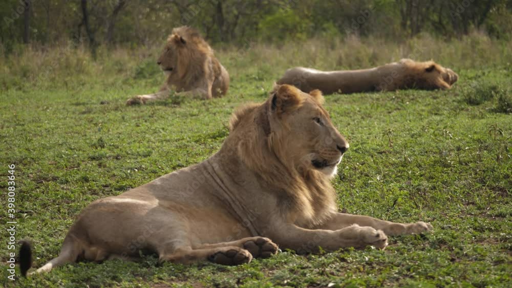 Pull focus from African Lion behind to collared lion in foreground Pull focus from African Lion behind to collared lion in foreground