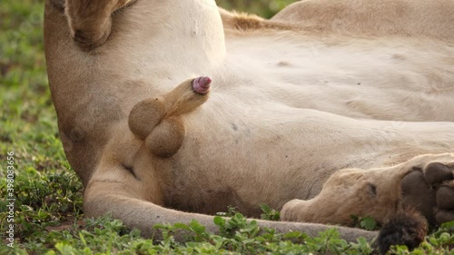 Unique and graphic: Erect male African lion penis, rarely seen in detail