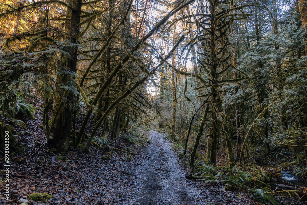 Obraz premium Mystical View of a Path in the Rain Forest during a foggy and rainy Fall Season. Alice Lake Provincial Park, Squamish, North of Vancouver, British Columbia, Canada.