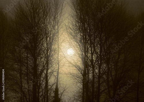 Fog and Trees enhance by the rising sun © Dee