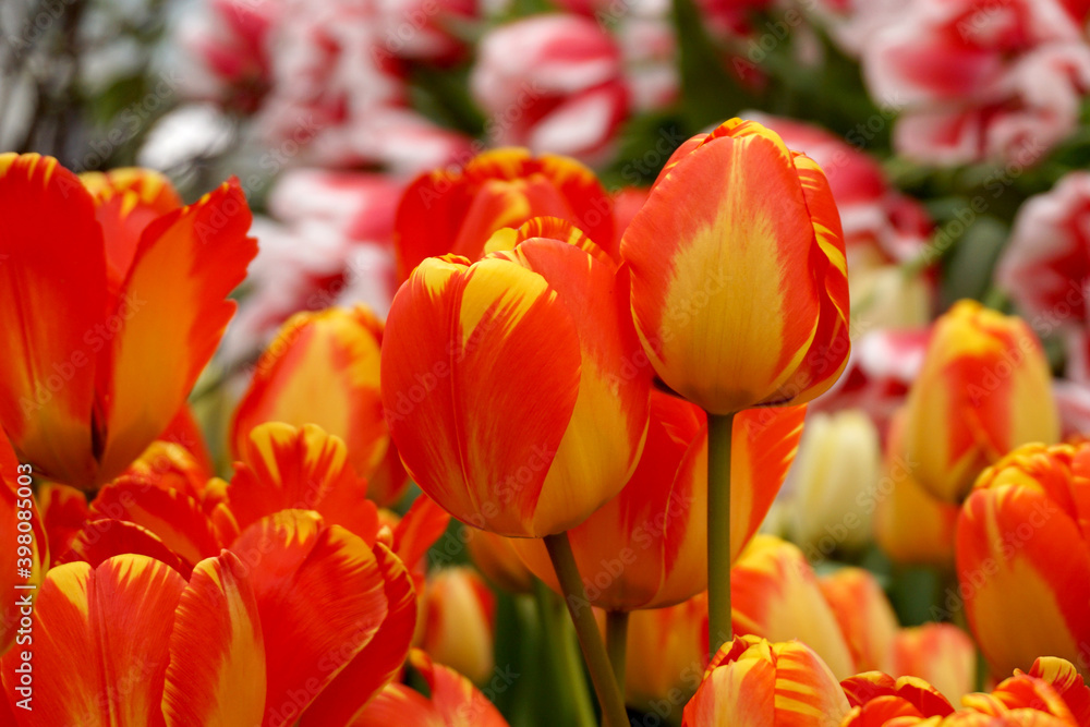 Many blooming red-yellow tulips close-up. Many blooming red-yellow tulips close-up.
