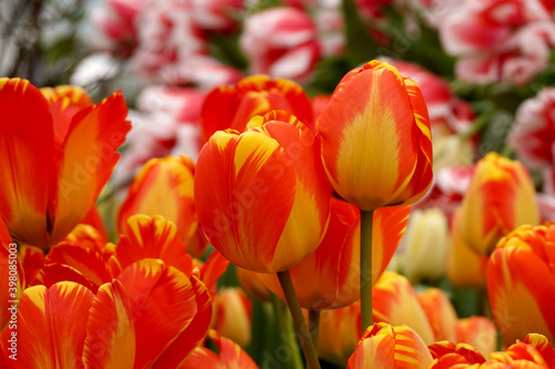 Many blooming red-yellow tulips close-up. © Борис Бондарчук