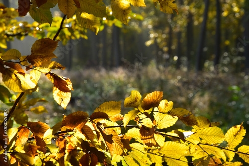Yellow tree leaves autumn nature landscape