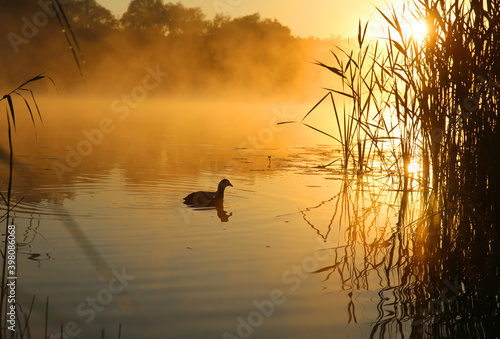 Wild duck is swimming in a pond against the background of orange fog