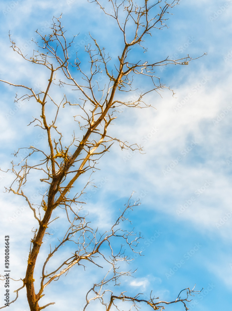 Tree devoid of leaves and sky