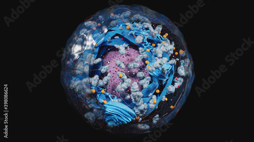 Structure of human cell, anatomy of cell, cellular environment, cellular concept with organelle: nucleus, membrane, mitochondria, Golgi apparatus  3d rendering photo