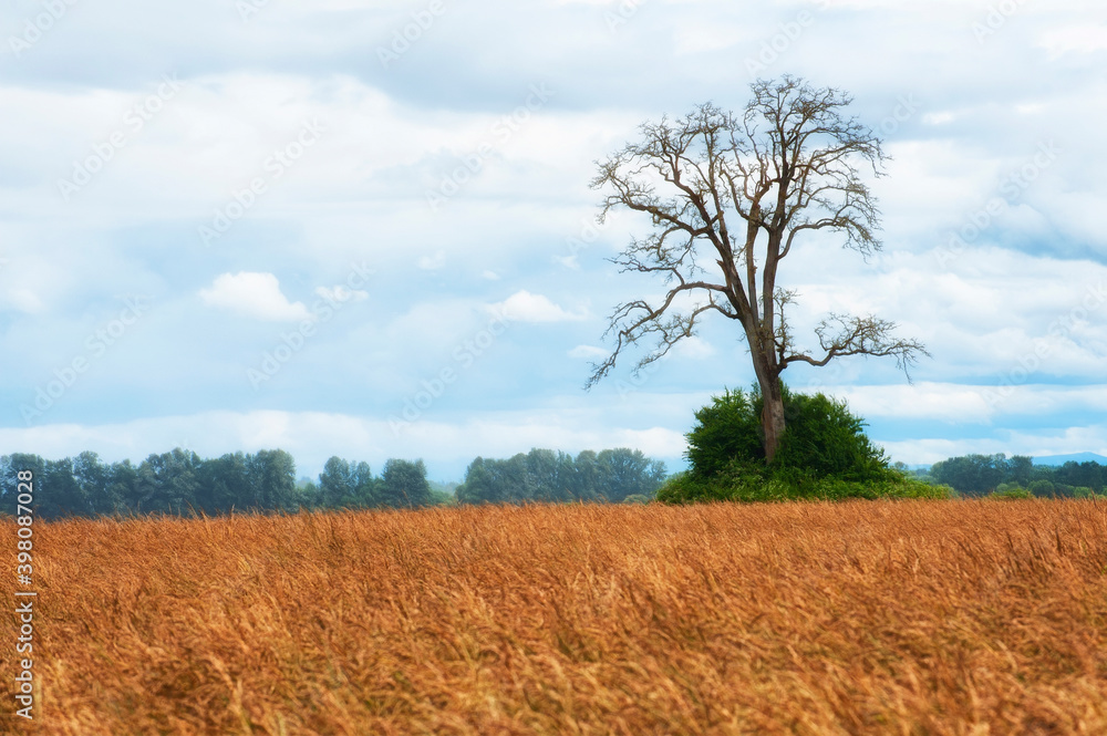Fototapeta premium Bare White Oak Tree in a Field