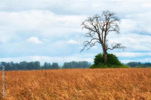Bare White Oak Tree in a Field