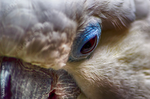 Eye of Cockatoo photo