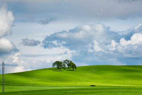 Minimalist Landscape of rolling hills and cluster of trees