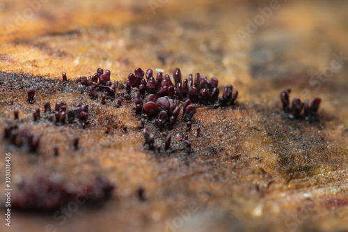 Tableau sur toile Ascocoryne sarcoides on the stump