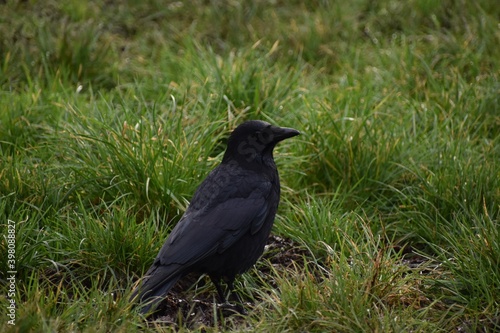 raven on the grass