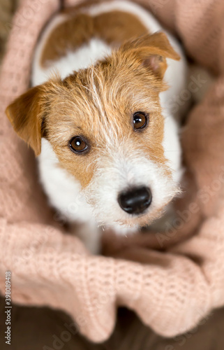 Cute jack russell terrier pet dog puppy sitting in a basket with blanket and listening ears