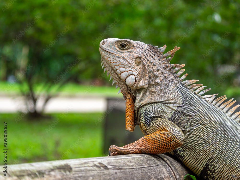 Green Iguana (Iguana Iguana) Large Herbivorous Lizard Standing on the Wooden in the Garden in Medellin, Colombia Green Iguana (Iguana Iguana) Large Herbivorous Lizard Standing on the Wooden in the Garden in Medellin, Colombia