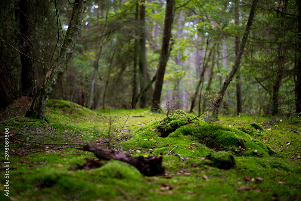 beautiful green, wild forest, covered with moss,
beautiful green, wild forest, covered with moss,