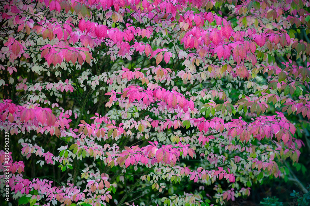 Varigated pink, white, green leaf shrub