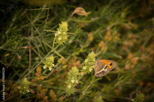 A butterfly in a plant © Nando Vidal