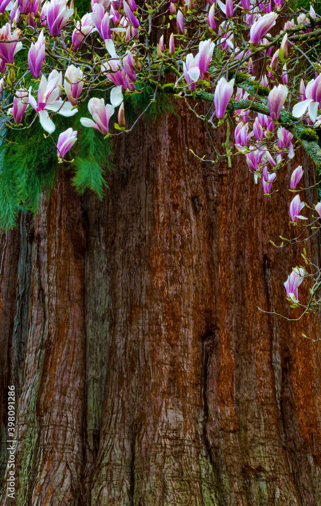 Background image of flowers against cedar bark. Background image of flowers against cedar bark.