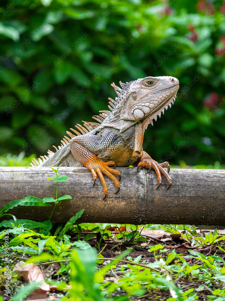Obraz premium Green Iguana (Iguana Iguana) Large Herbivorous Lizard Standing on the Wooden in the Garden in Medellin, Colombia