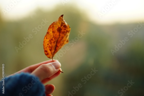 Old brown leaf in a female fingers on the naturall green background. photo