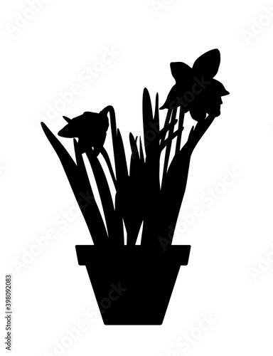 daffodil in pot silhouette isolated on white background