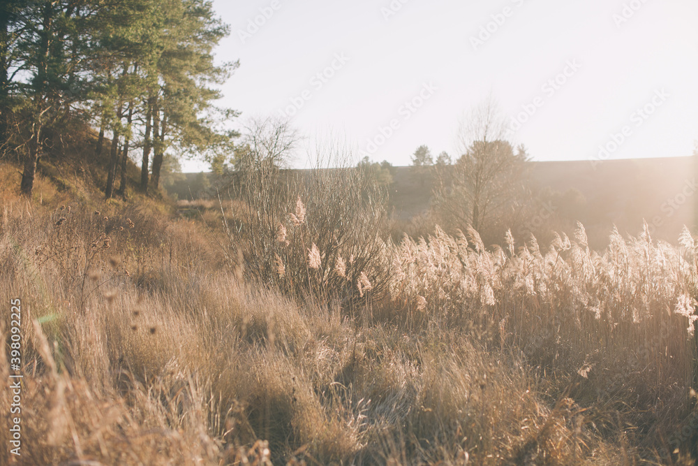Dry grass in the foreground, behind the sunset. autumn landscape. calm and cozy nature background Dry grass in the foreground, behind the sunset. autumn landscape. calm and cozy nature background