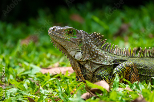 Green Iguana  Iguana Iguana  Large Herbivorous Lizard Staring on the Grass in Medellin  Colombia