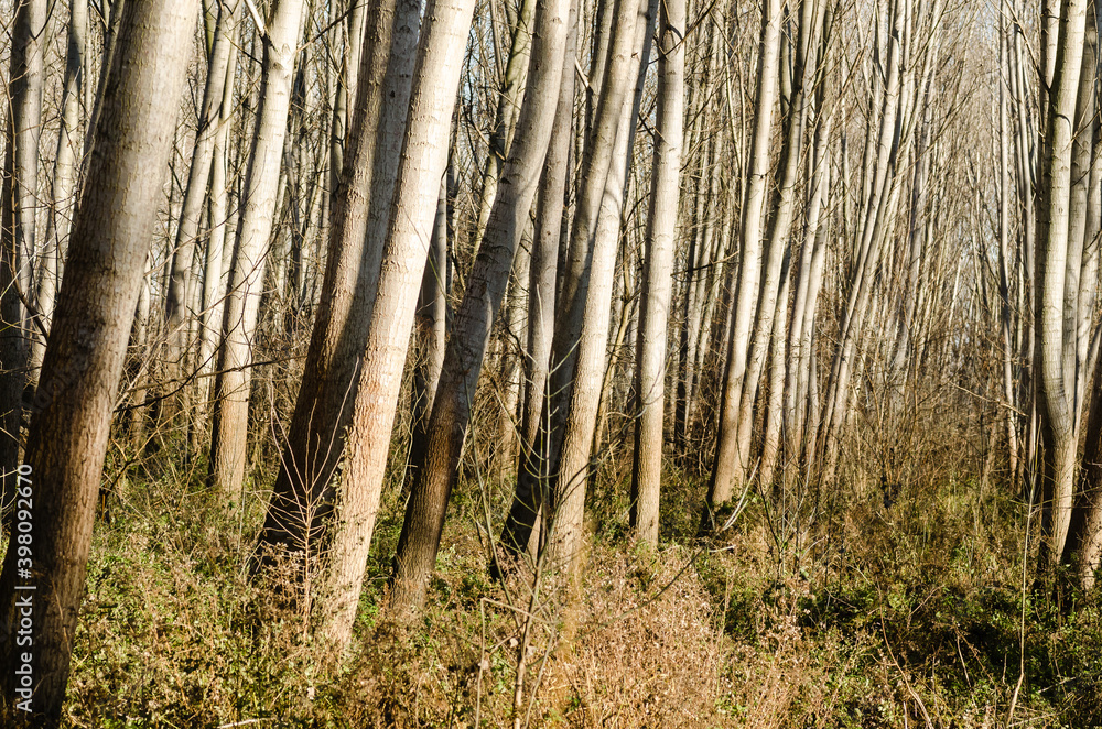 Forest on the bank of the river Danube in Petrovaradin near Novi Sad in the winter. Forest on the bank of the river Danube in Petrovaradin near Novi Sad in the winter.