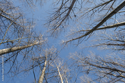 Forest on the bank of the river Danube in Petrovaradin near Novi Sad in the winter.