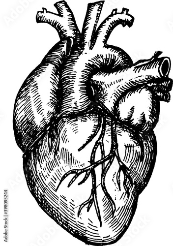 Wallpaper Mural Monochromatic black and white sketchy illustration of an anatomical human heart with arteries and veins Torontodigital.ca