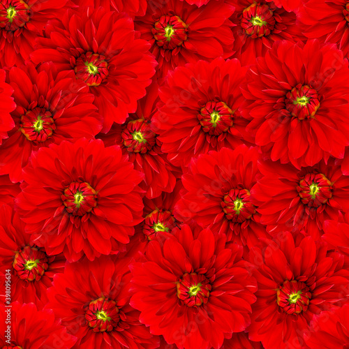 Dahlia flowers seamless pattern. Natural floral background.