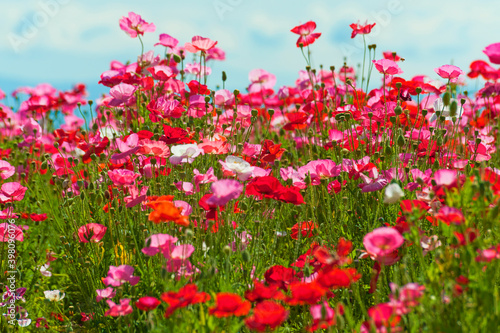 A field of red, pink and white poppies © Dee