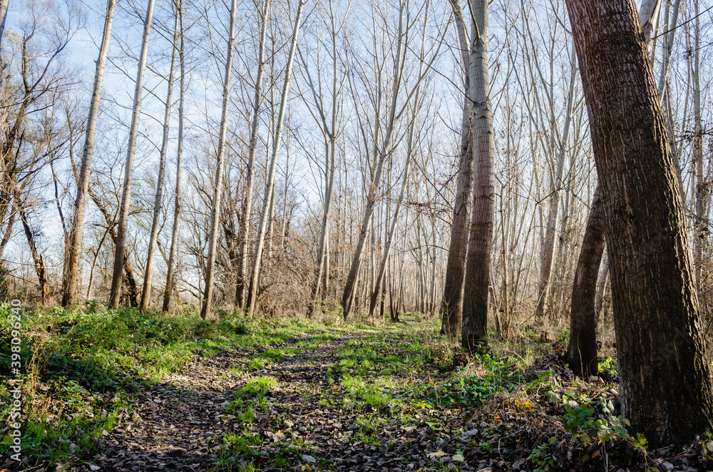 Forest on the bank of the river Danube in Petrovaradin near Novi Sad in the winter.